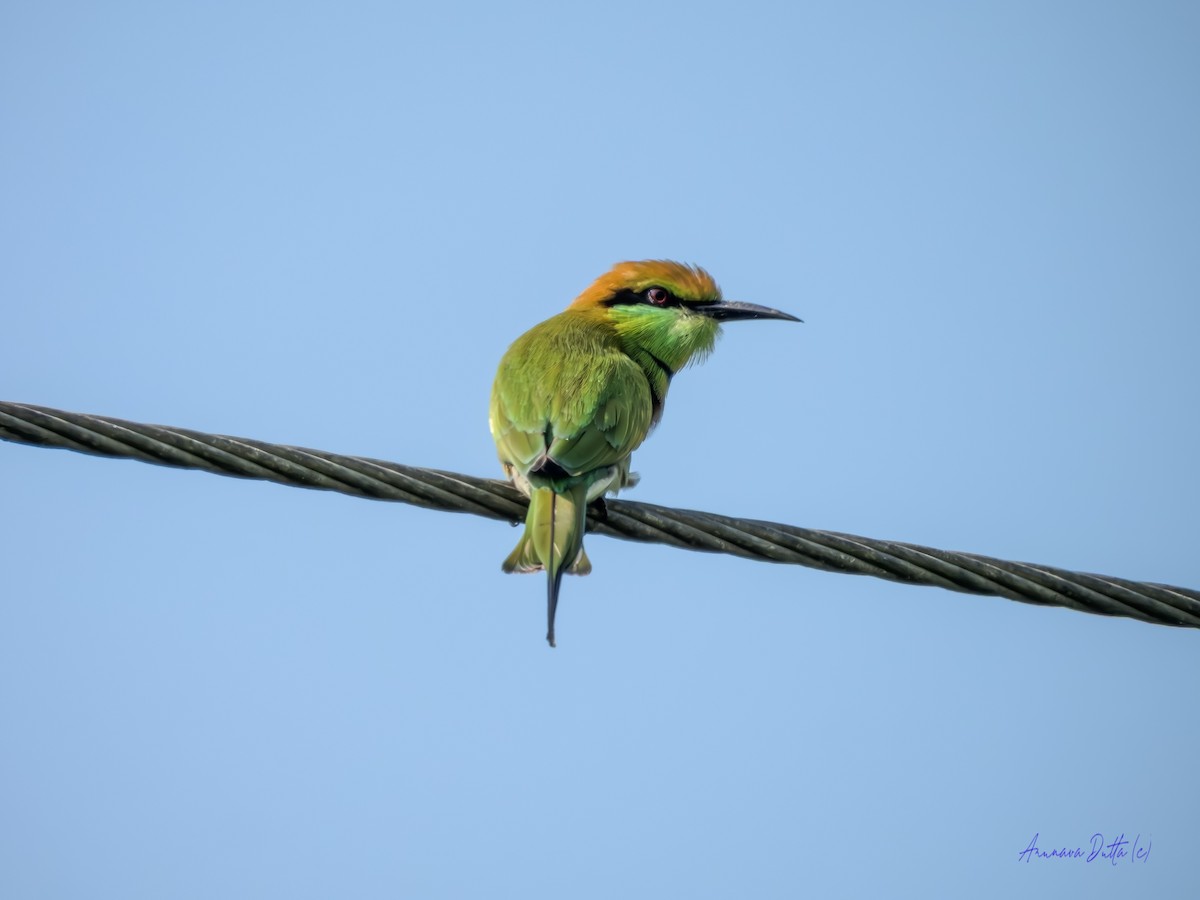 Abejaruco Esmeralda Oriental - ML642062316