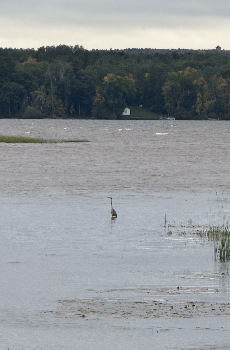 Great Blue Heron - ML642062326