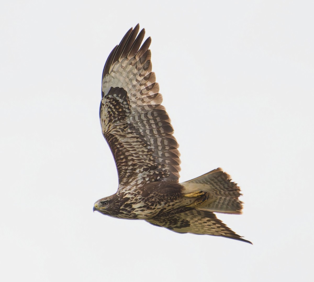 Buse variable - ML642062336