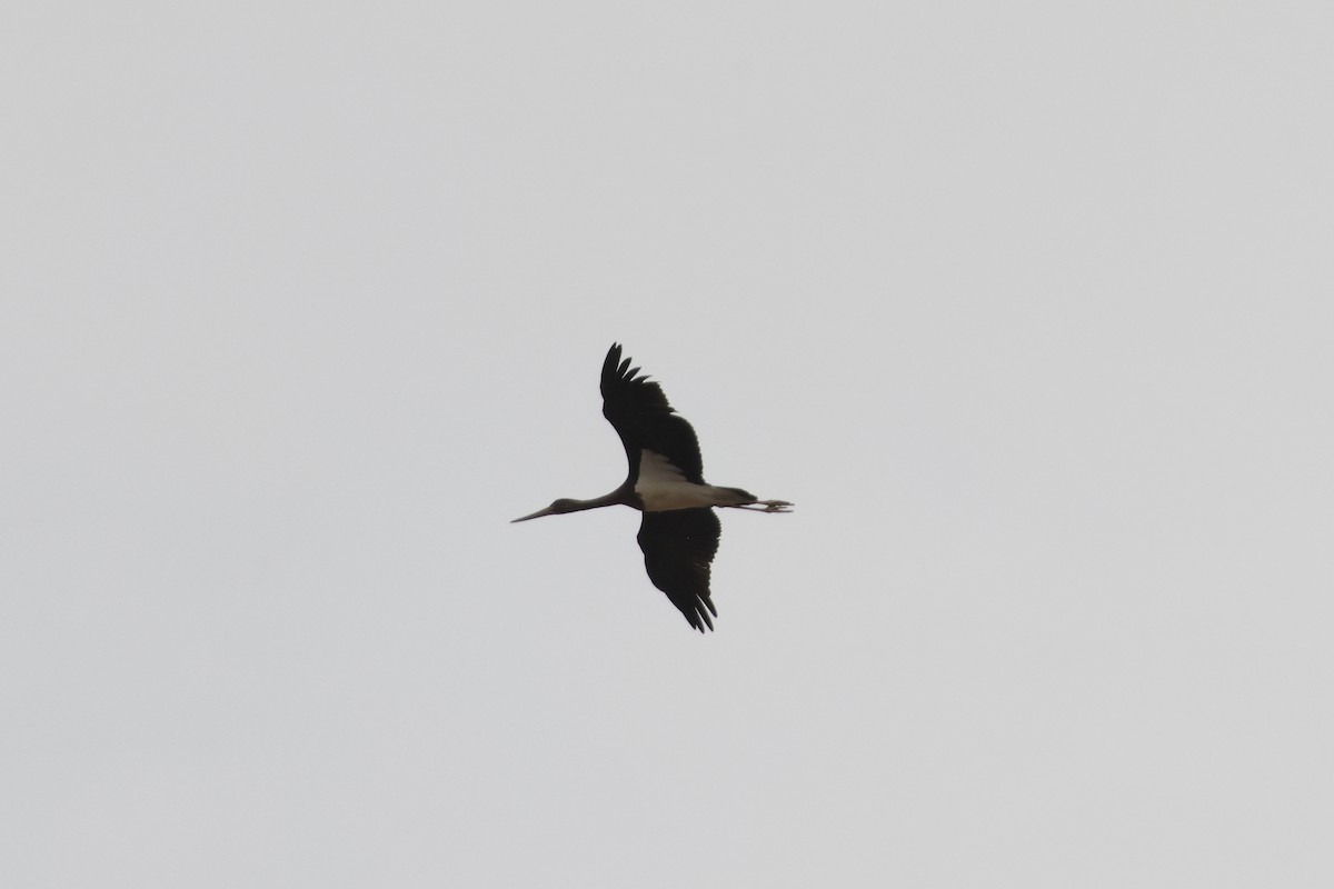 Black Stork - ML642062339