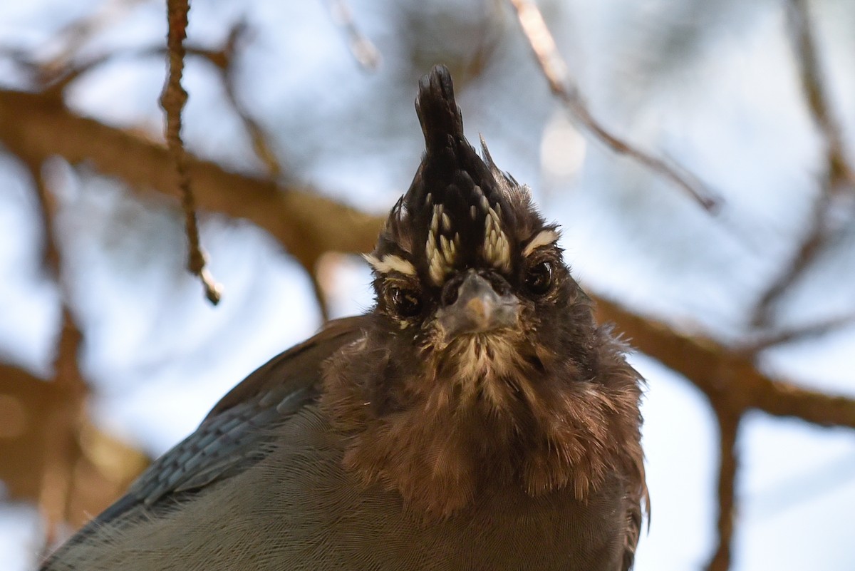 Steller's Jay - ML642062342