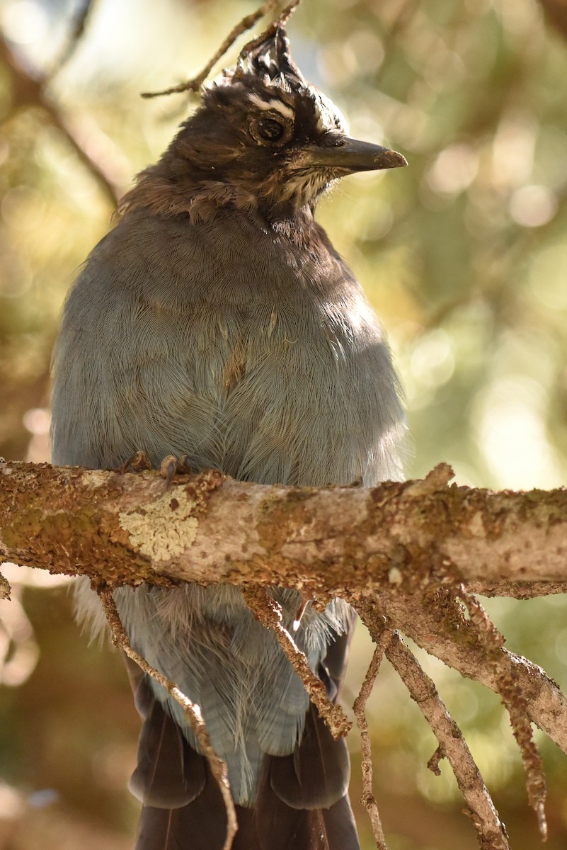 Steller's Jay - ML642062343