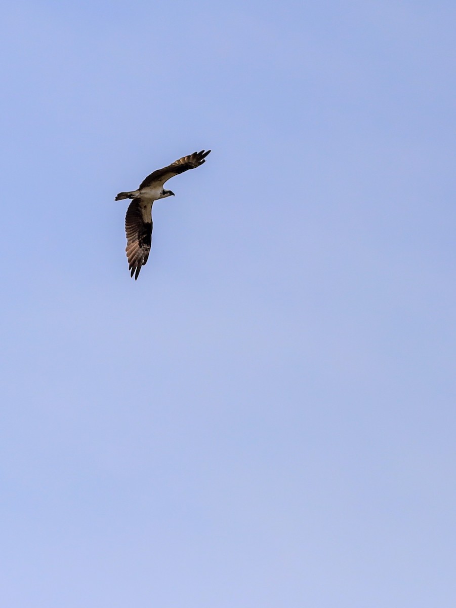 Falco pescatore - ML642062344