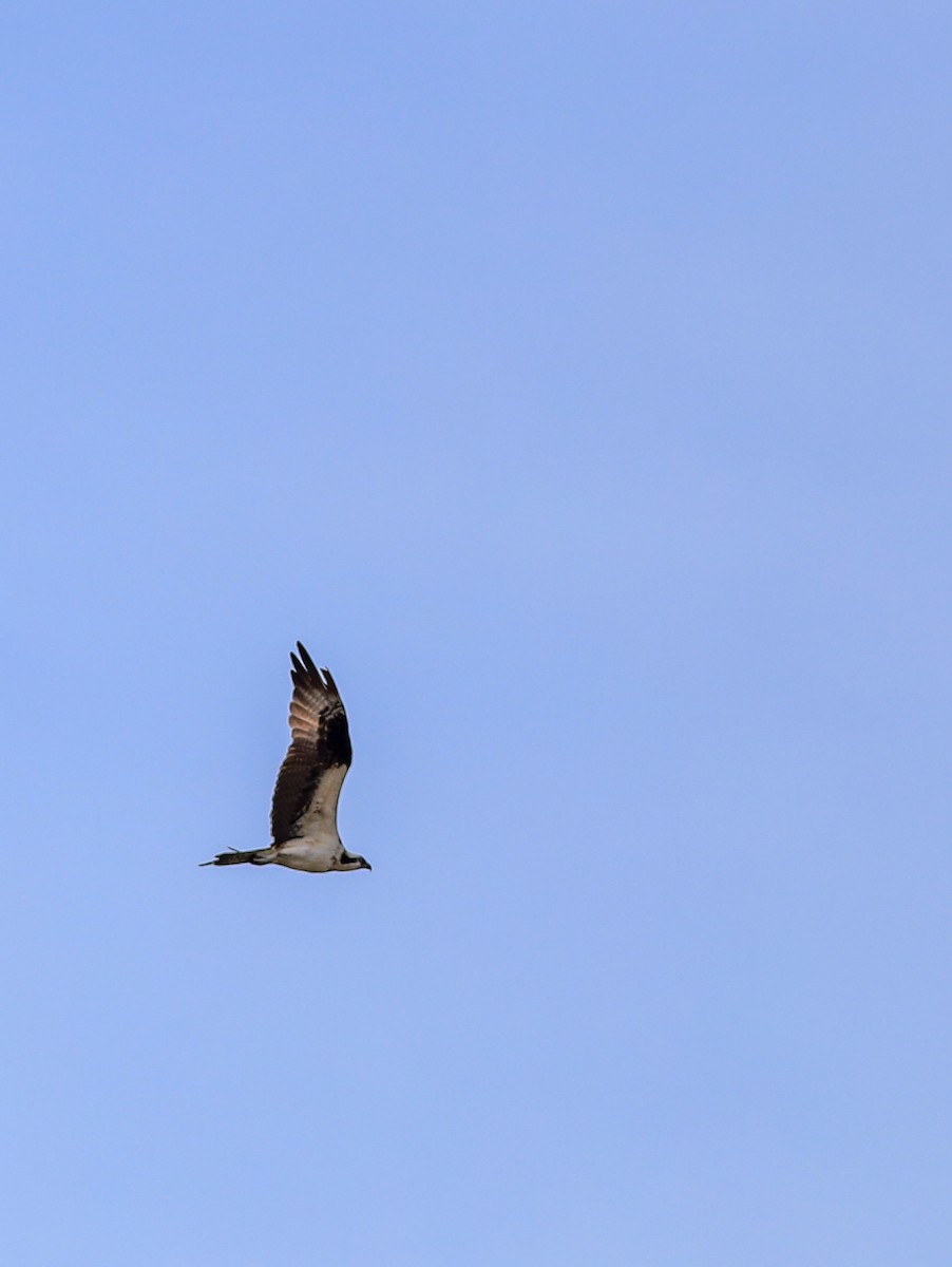 Falco pescatore - ML642062345