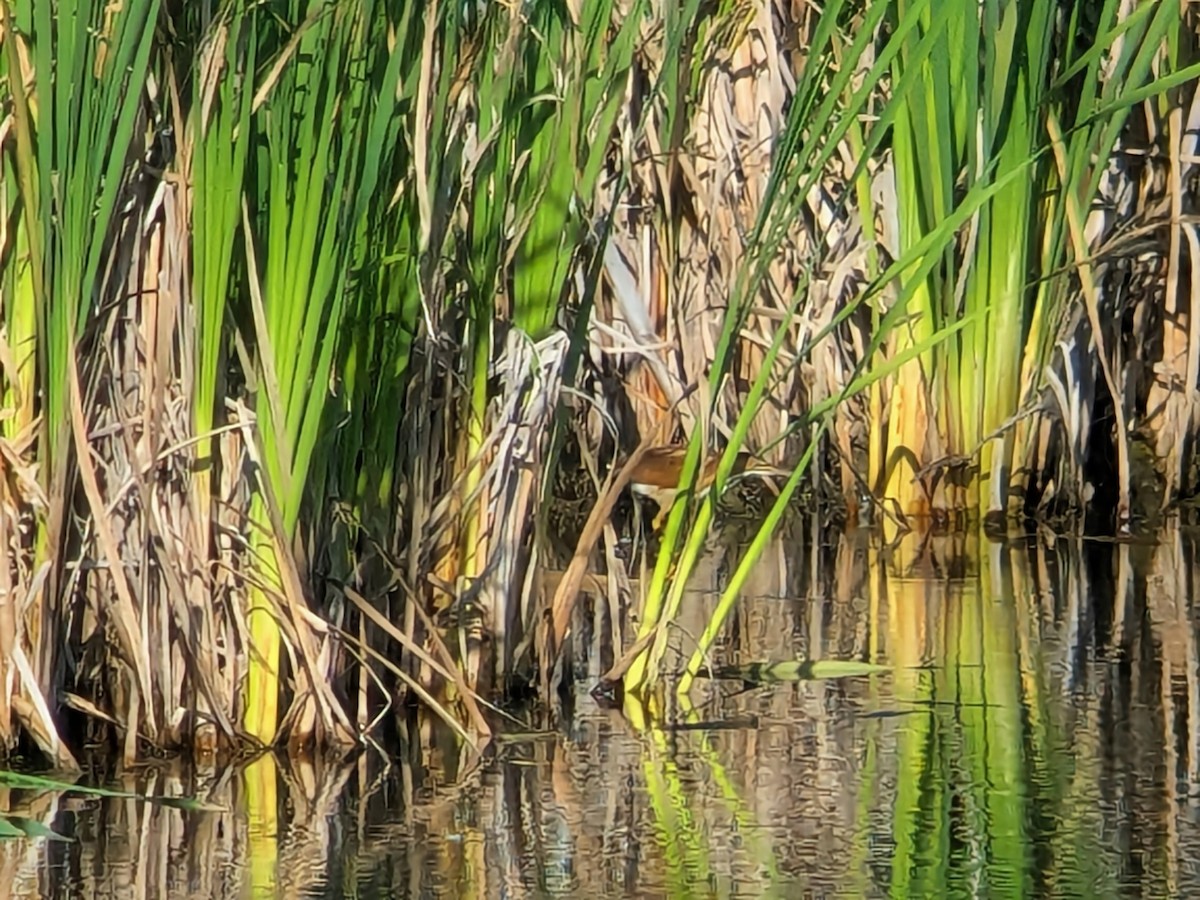 Least Bittern - ML642062346