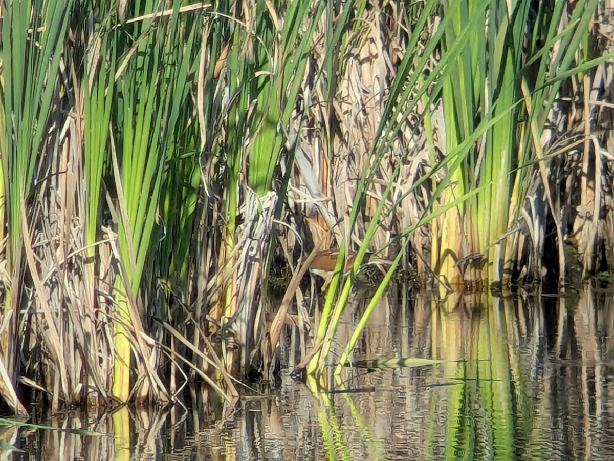 Least Bittern - ML642062347