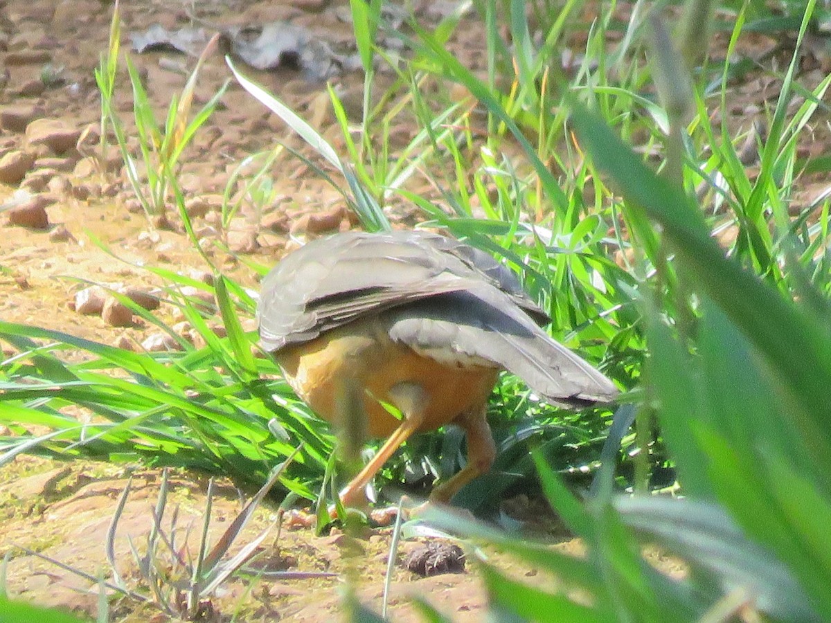 Olive Thrush - ML642062356