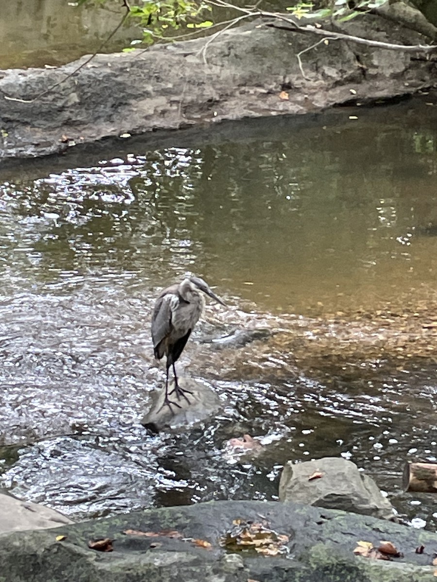 Great Blue Heron - ML642062360