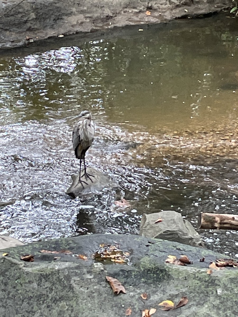 Great Blue Heron - ML642062361
