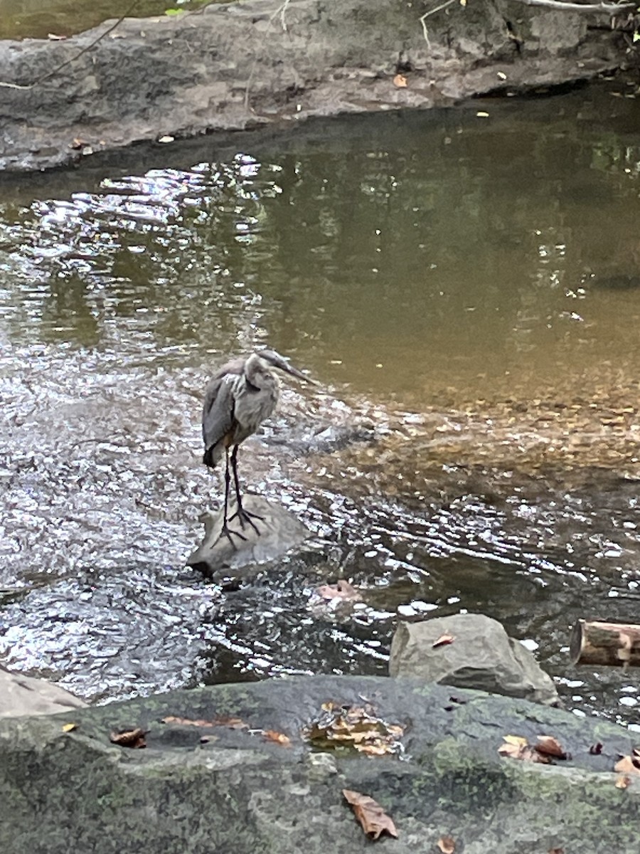 Great Blue Heron - ML642062362