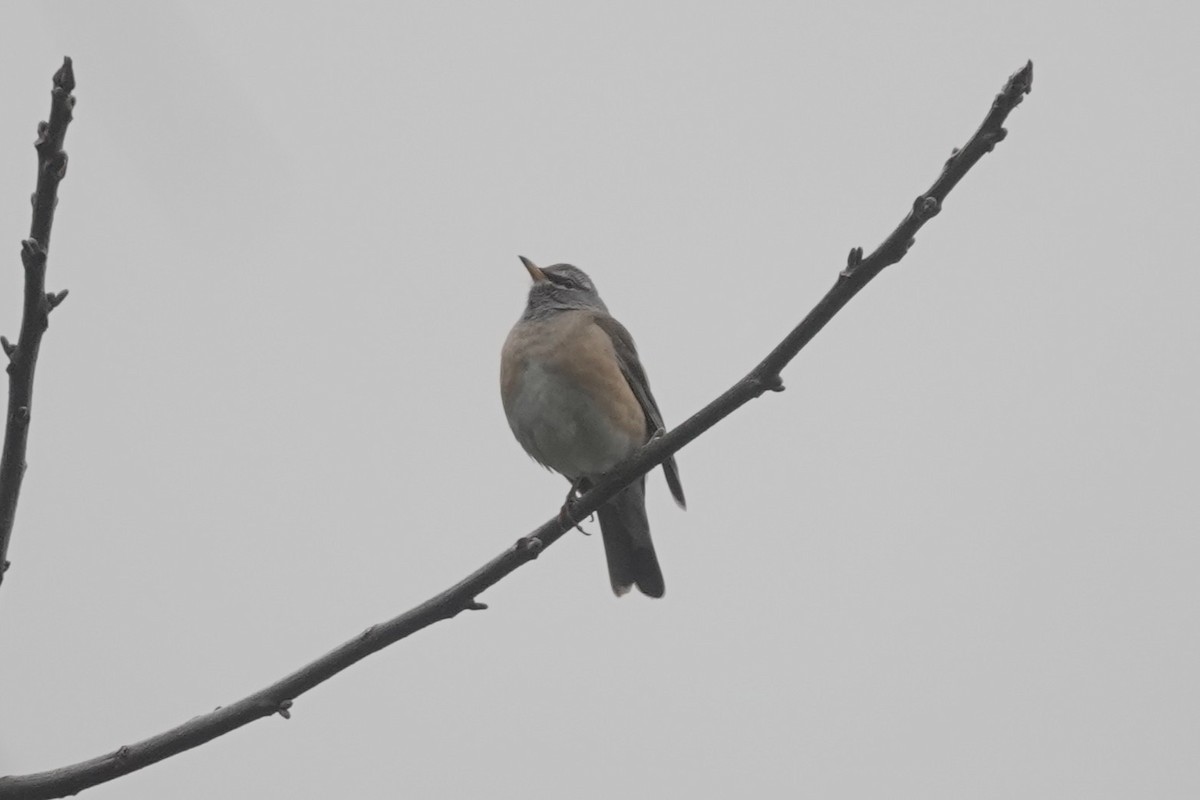 Eyebrowed Thrush - ML642062372