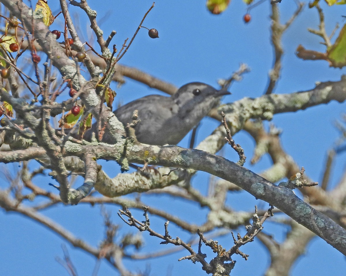 Gray Catbird - ML642062376