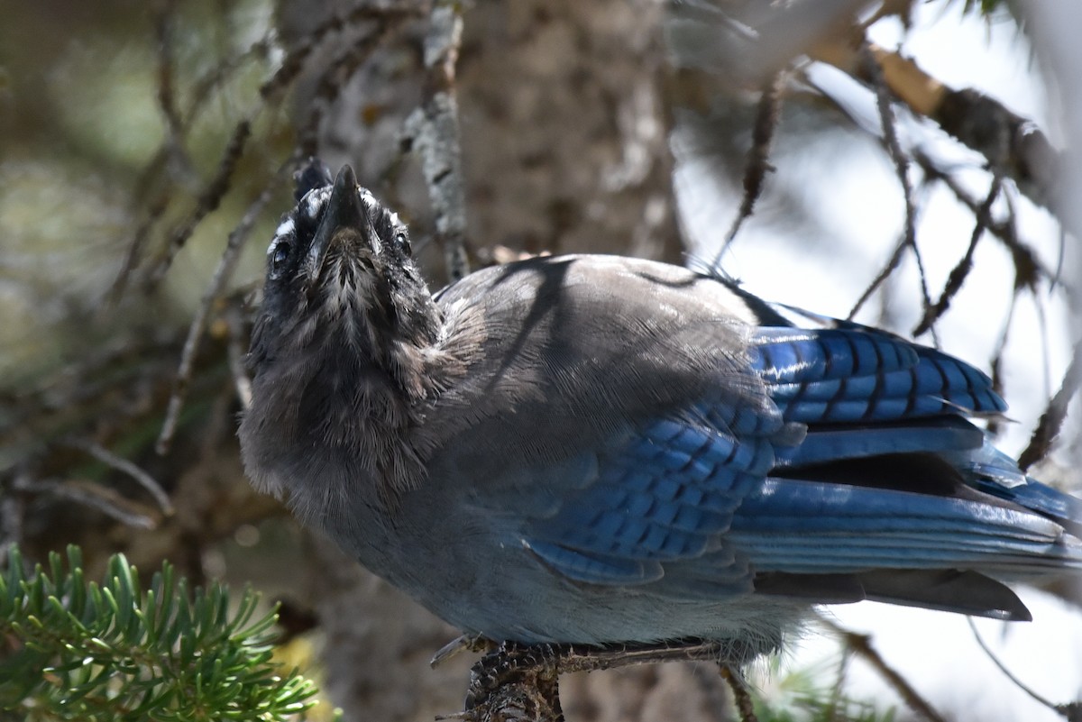 Steller's Jay - ML642062378