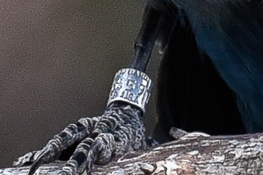 Steller's Jay - ML642062379
