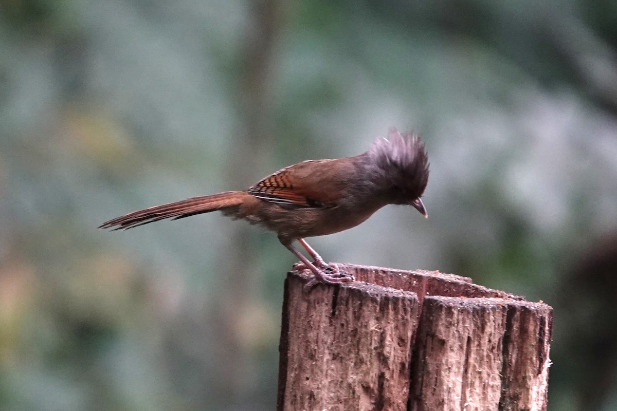 Rusty-fronted Barwing - ML642062380