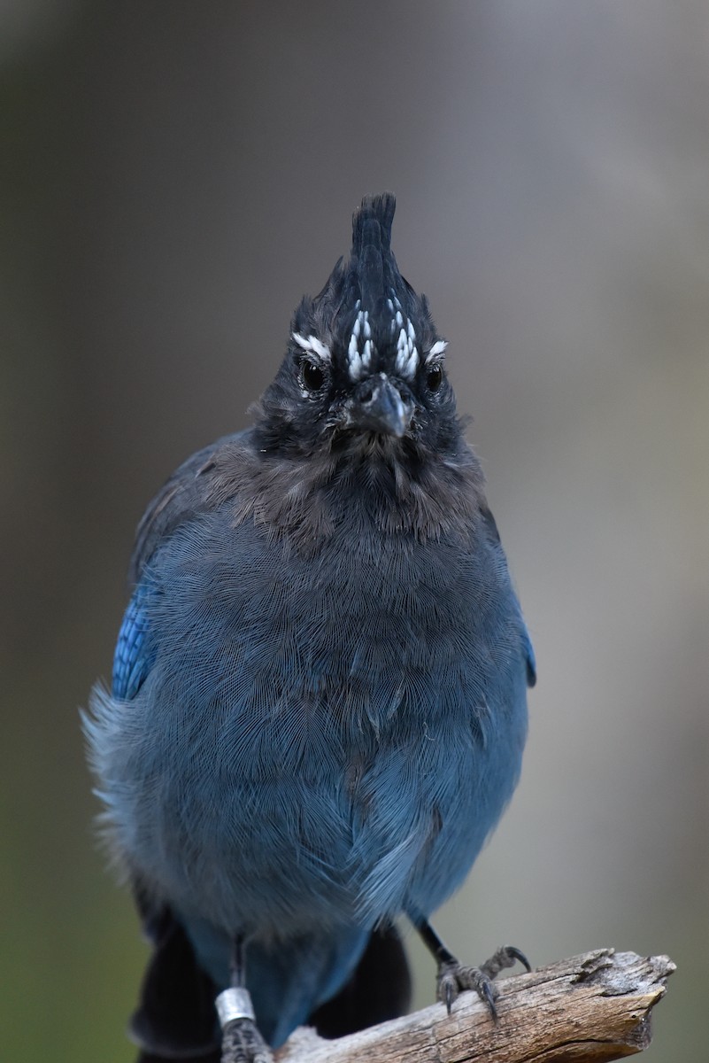Steller's Jay - ML642062383