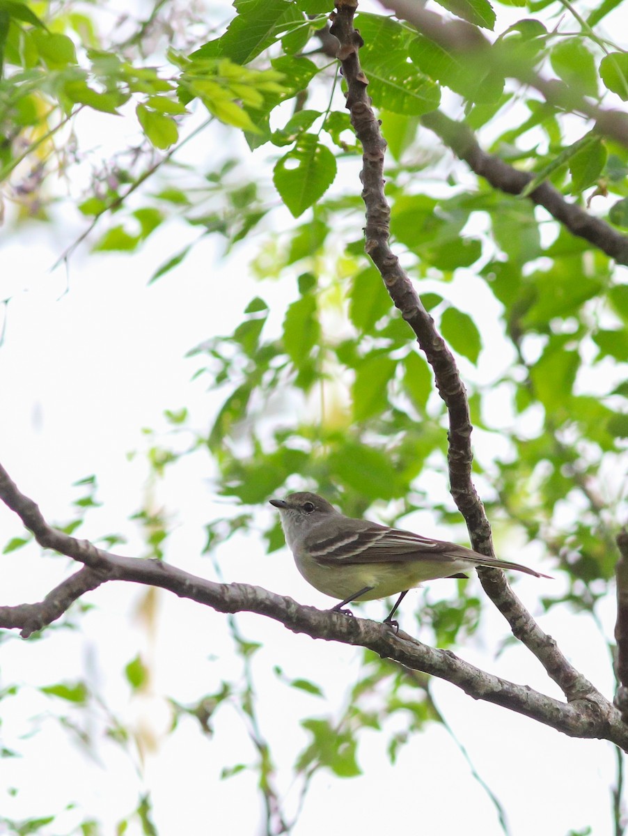 Southern Scrub-Flycatcher - ML642062384
