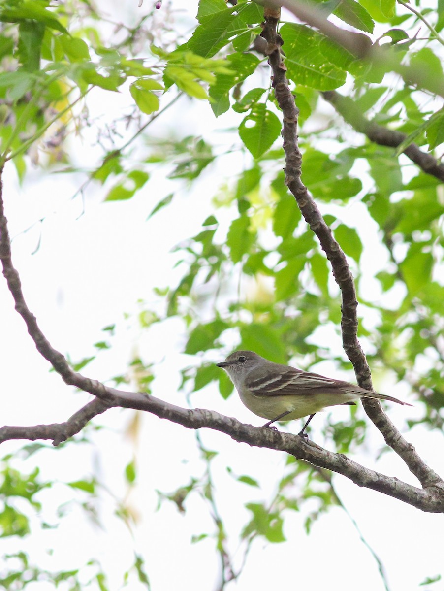 Southern Scrub-Flycatcher - ML642062385