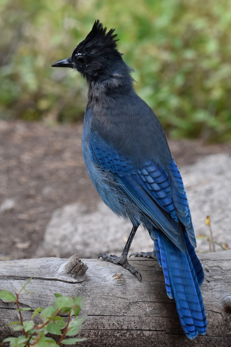 Steller's Jay - ML642062388