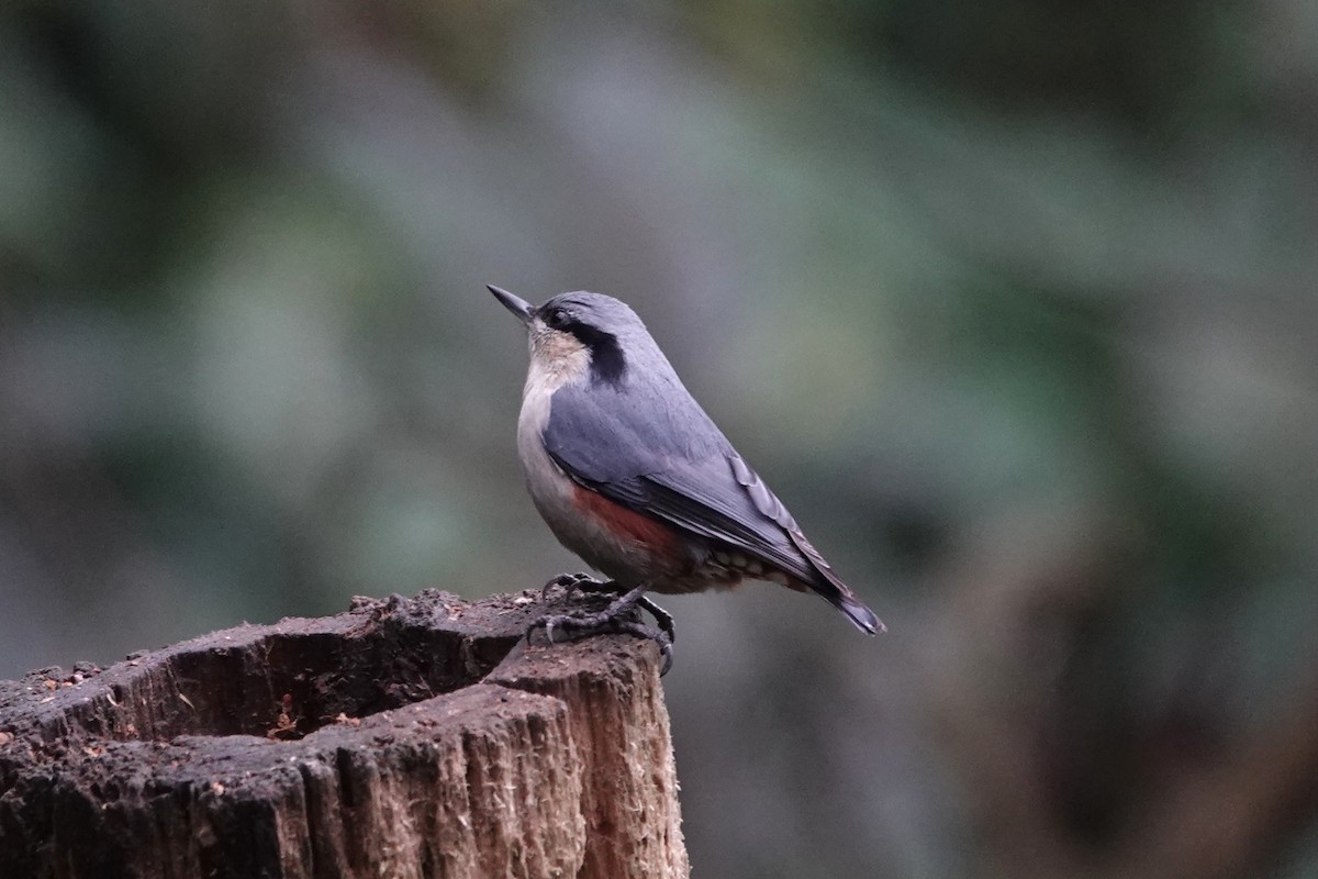 Chestnut-vented Nuthatch - ML642062398