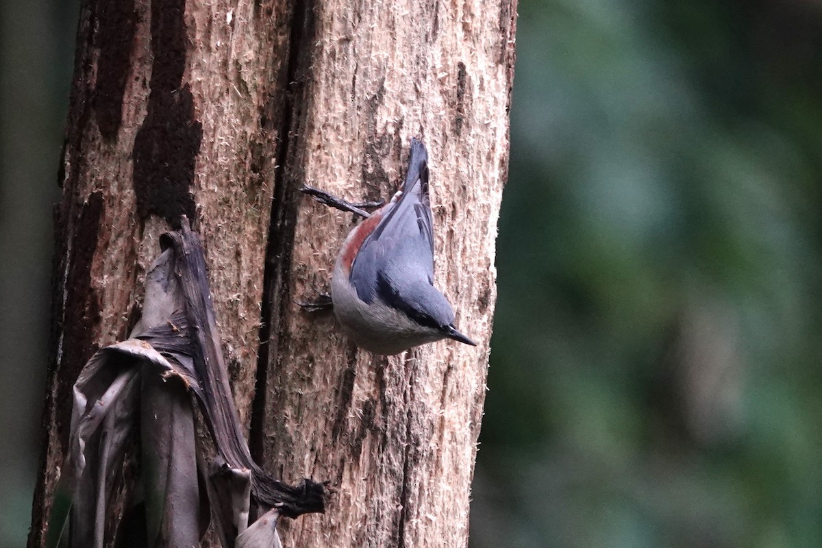 Chestnut-vented Nuthatch - ML642062399