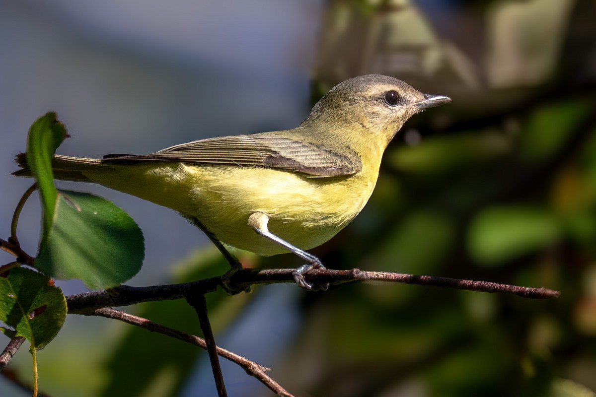 Philadelphia Vireo - ML642062433