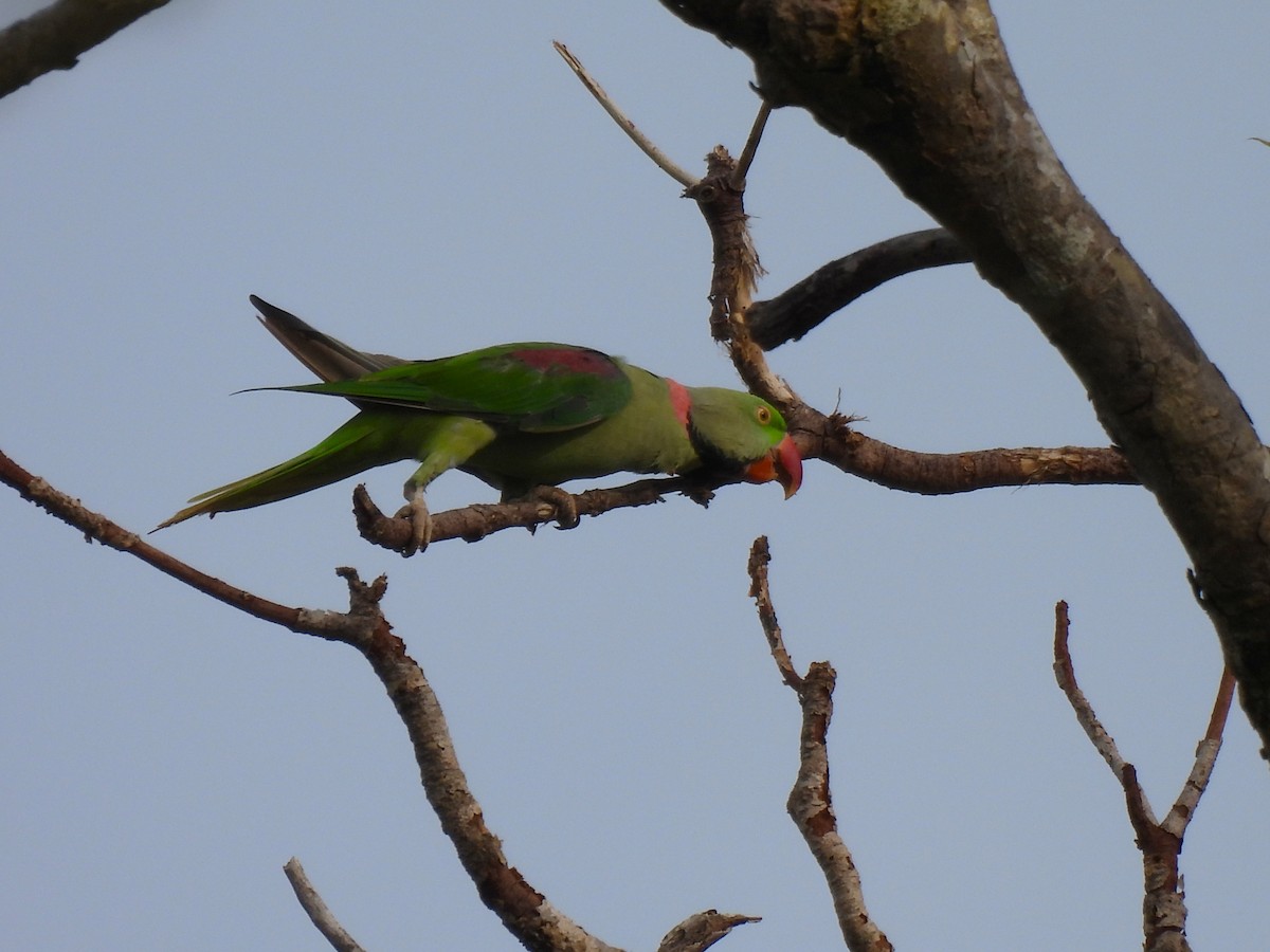 Alexandrine Parakeet - ML642062435