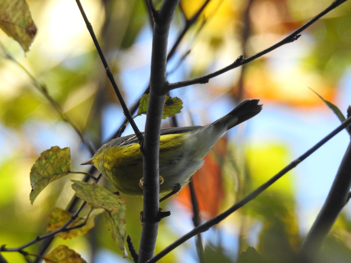 Magnolia Warbler - ML642062439