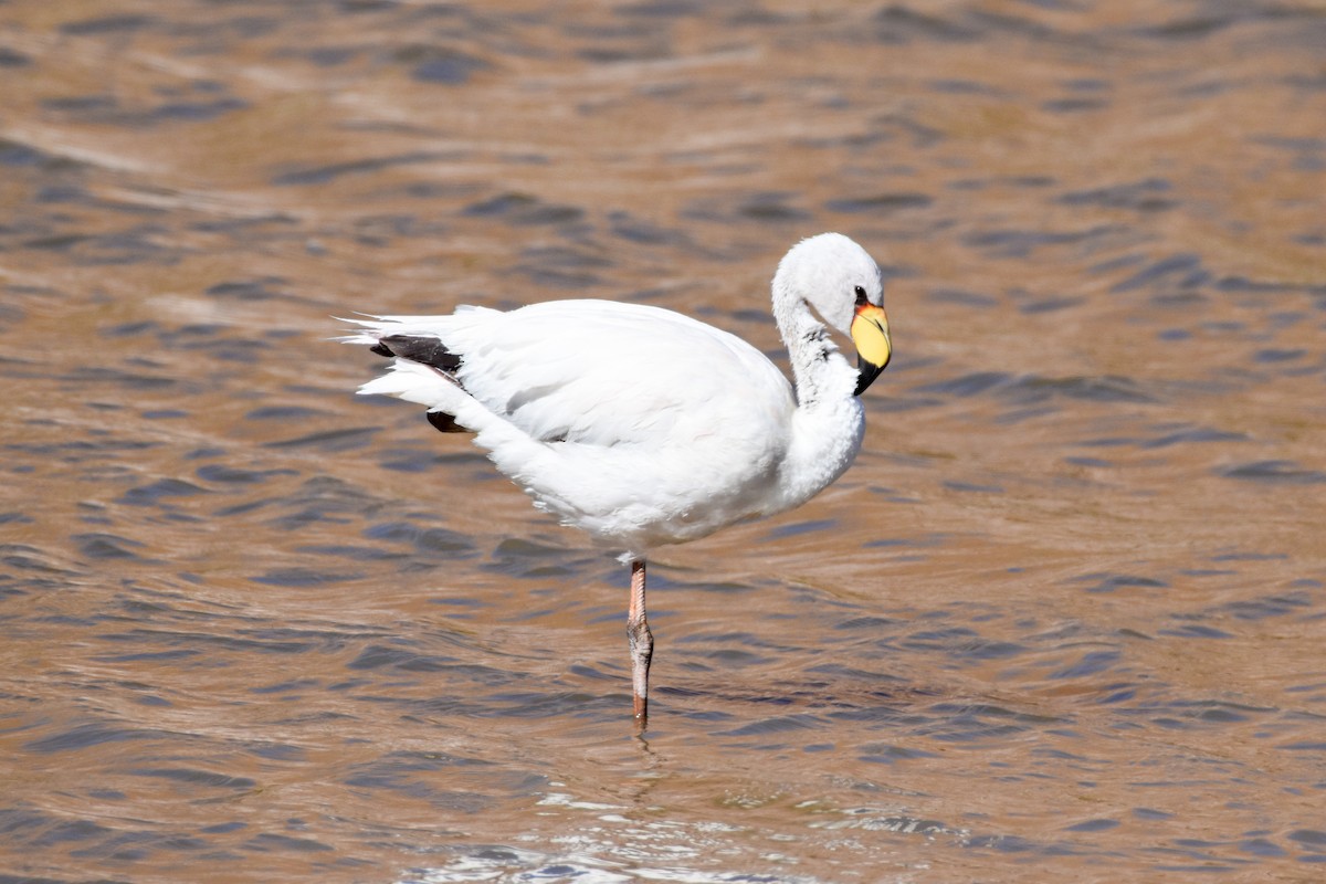 James's Flamingo - ML642062442