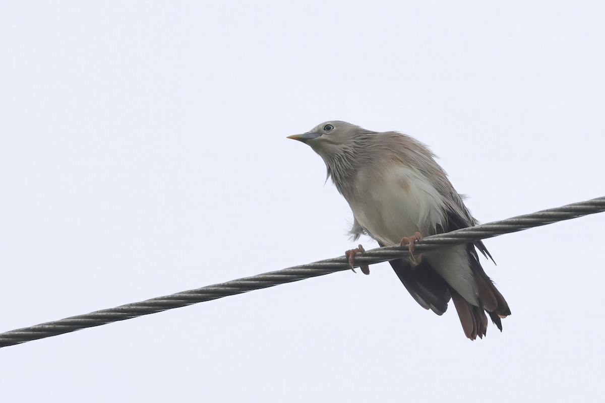 Chestnut-tailed Starling - ML642062443