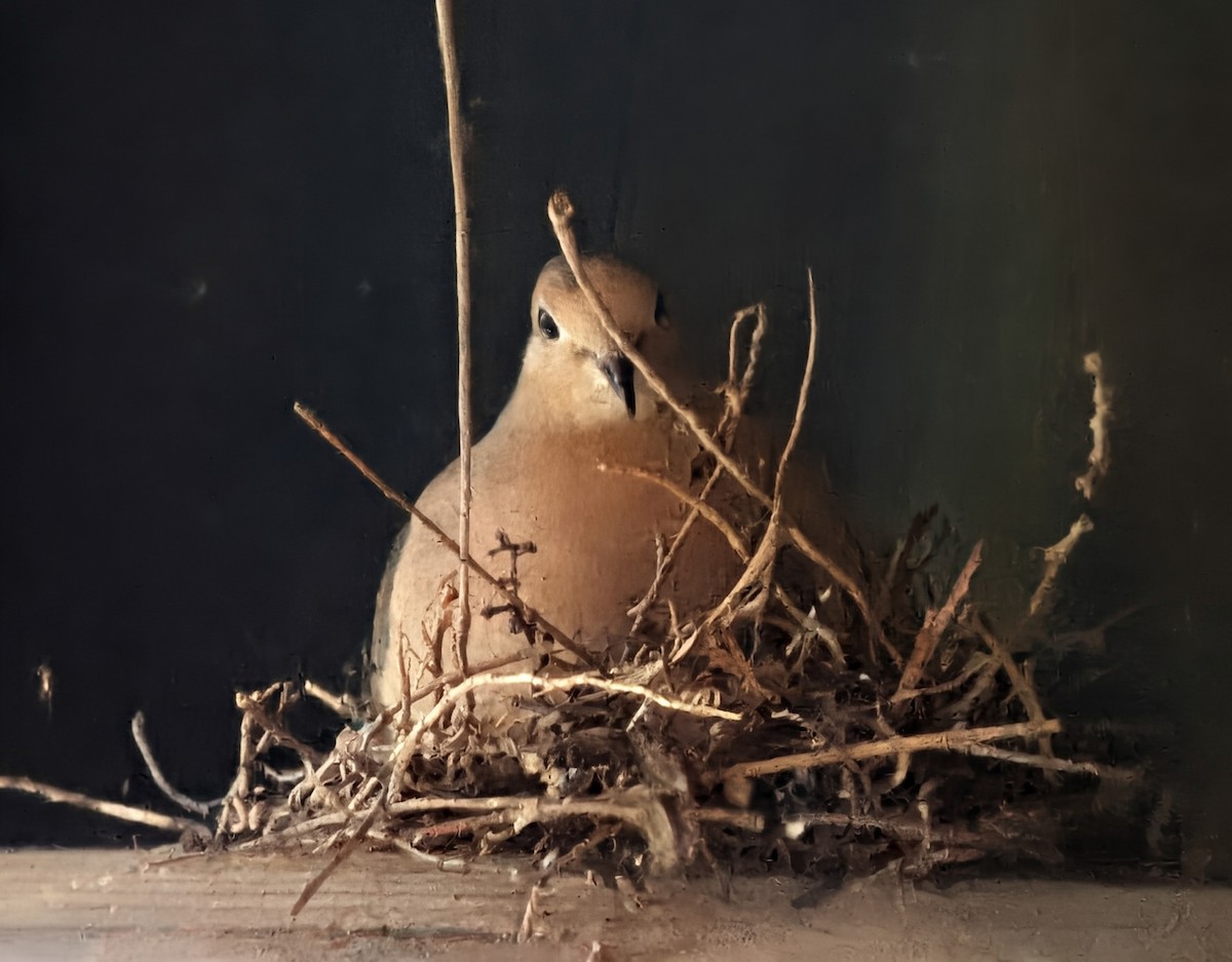 Mourning Dove - ML642062444