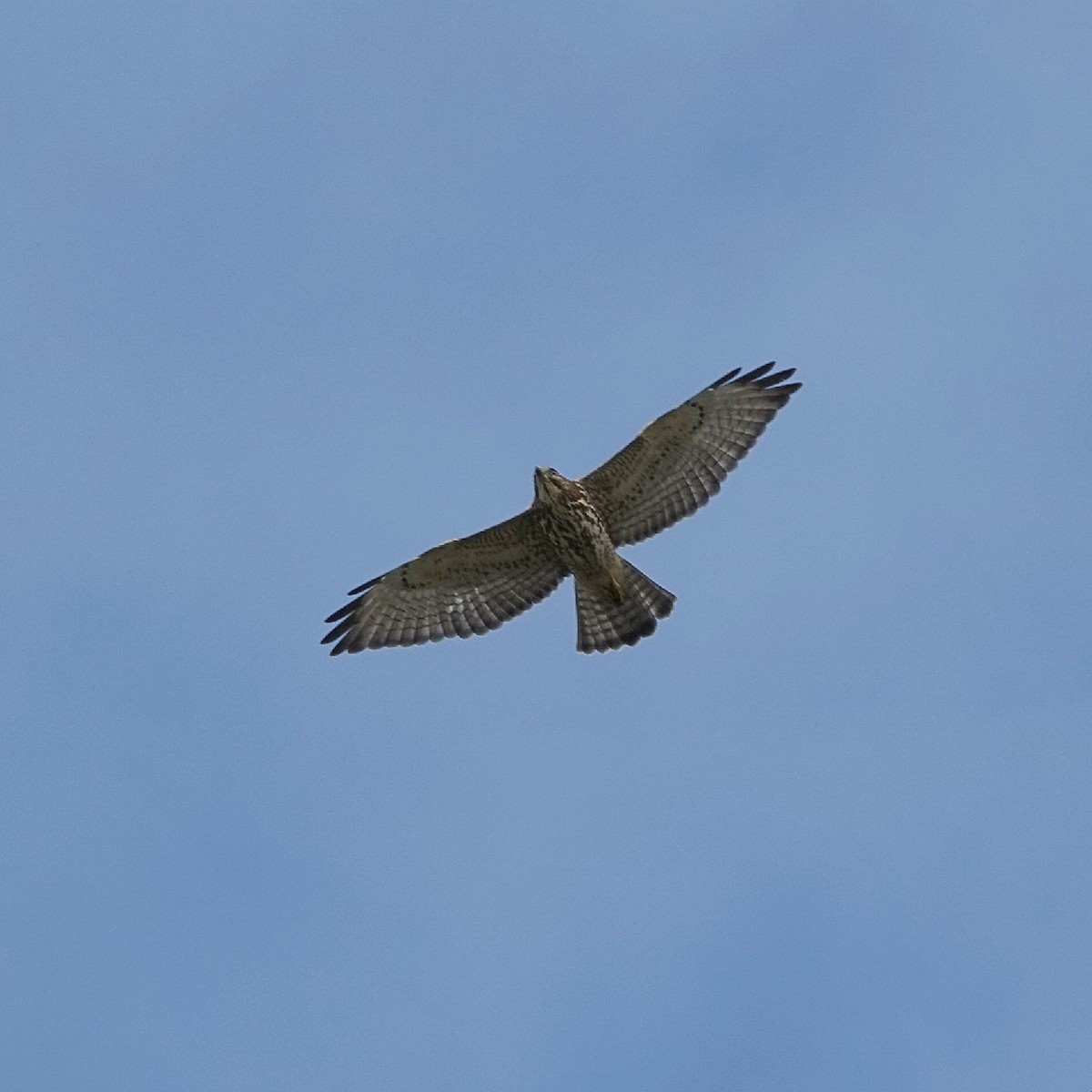 Broad-winged Hawk - ML642062445