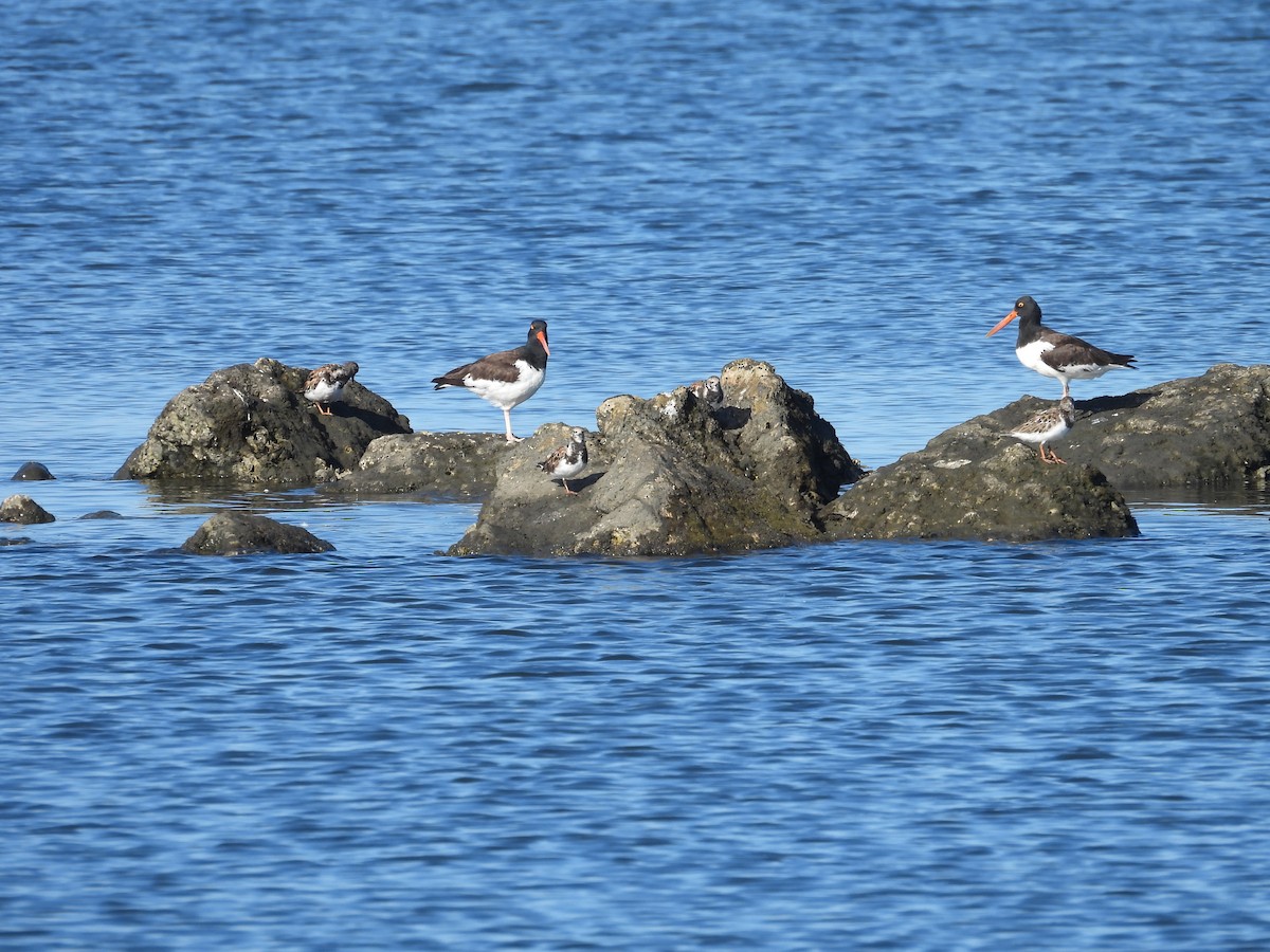 American Oystercatcher - ML642062446
