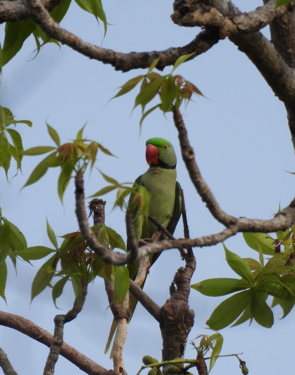 Alexandrine Parakeet - ML642062448