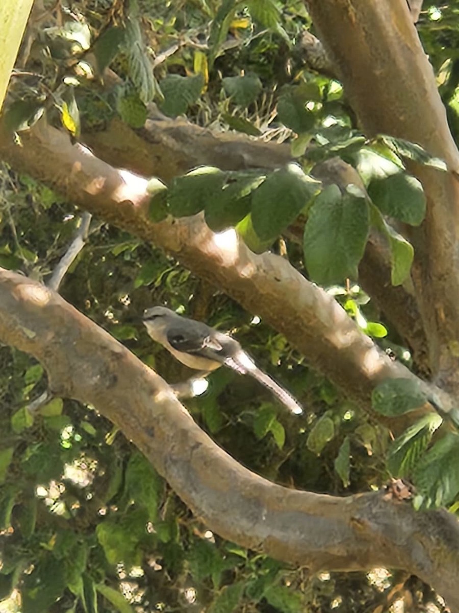 Tropical Mockingbird - ML642062450