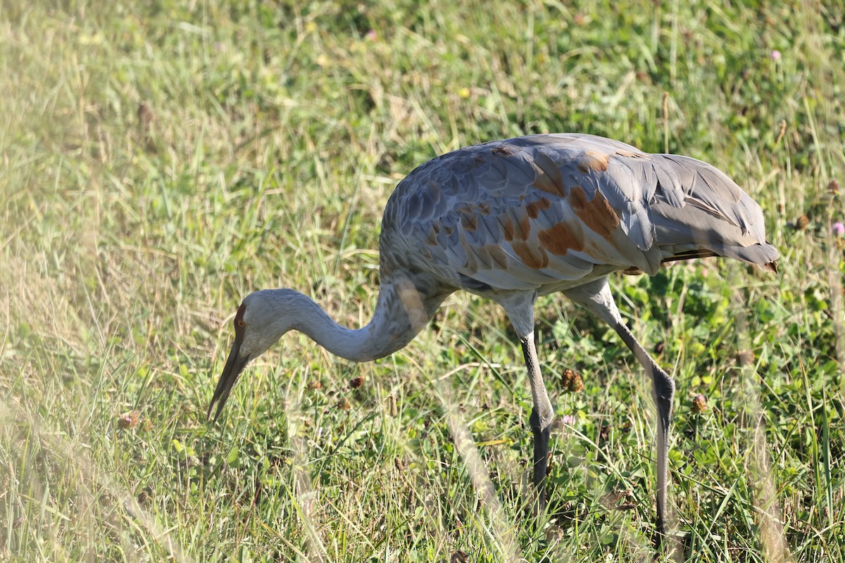 Sandhill Crane - ML642062454