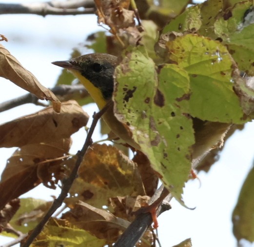 Common Yellowthroat - ML642062455
