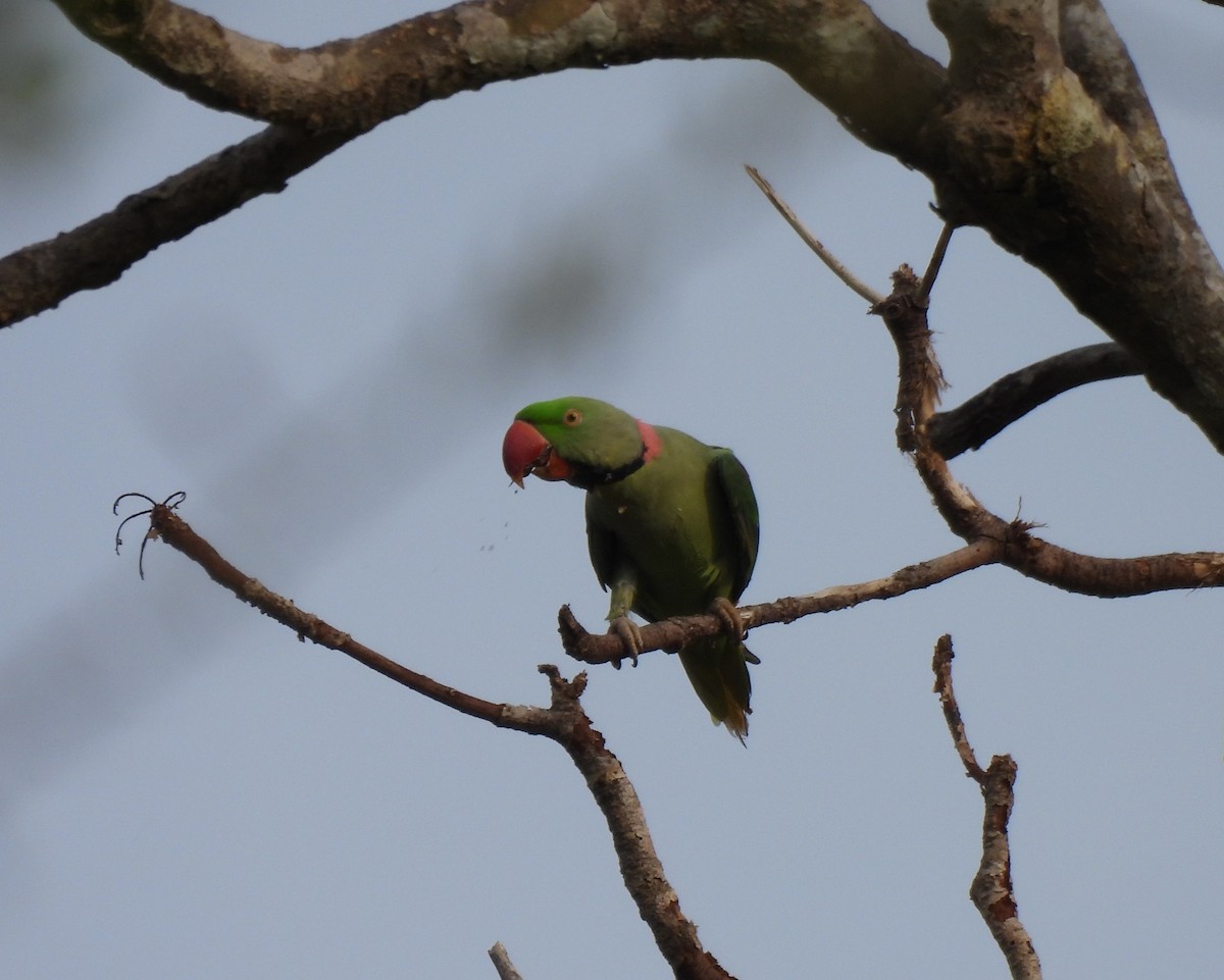 Alexandrine Parakeet - ML642062458