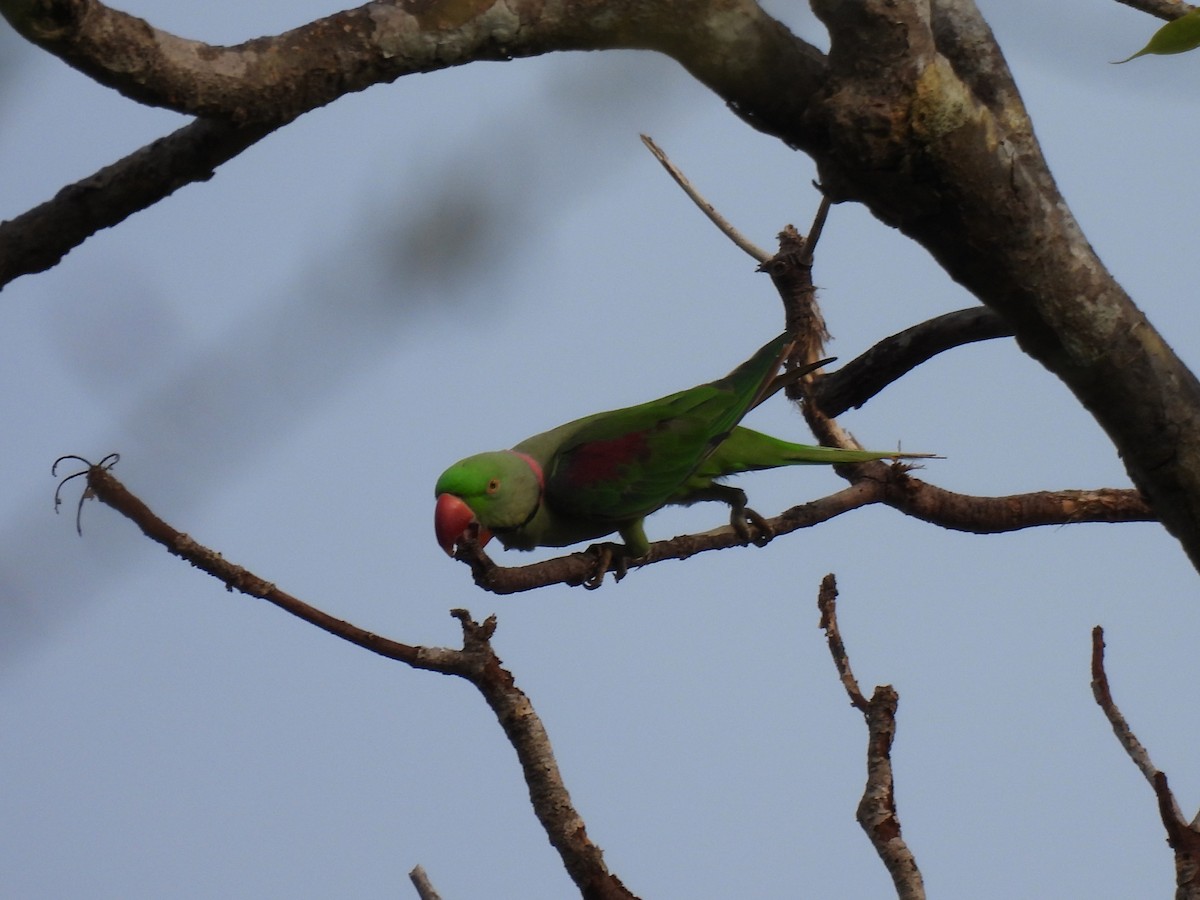 Alexandrine Parakeet - ML642062459