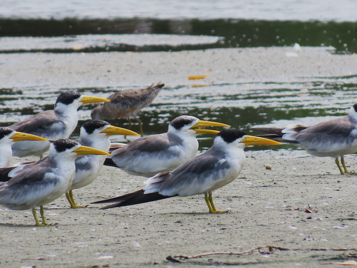 Large-billed Tern - ML642062460