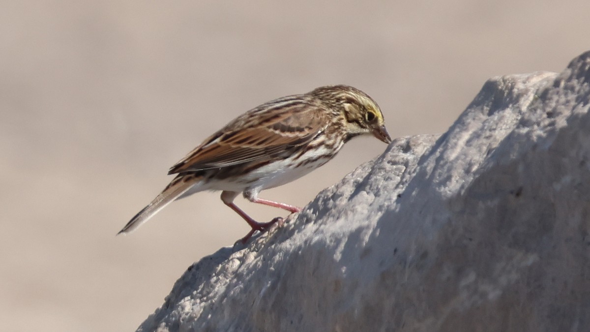 Savannah Sparrow - ML642062461