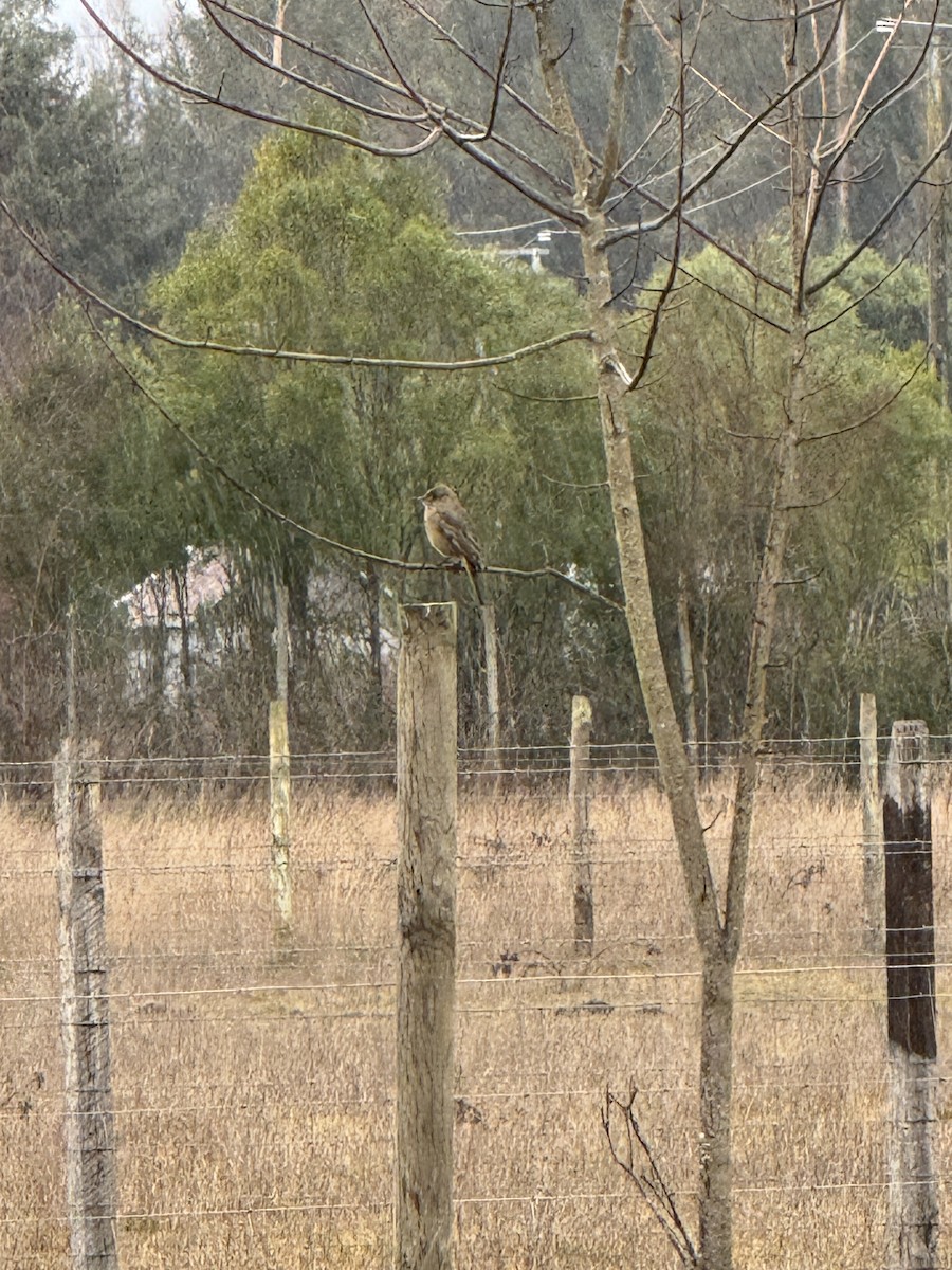Great Shrike-Tyrant - ML642062462