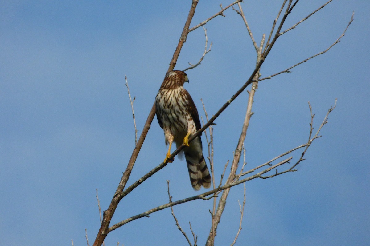 Cooper's Hawk - ML642062463