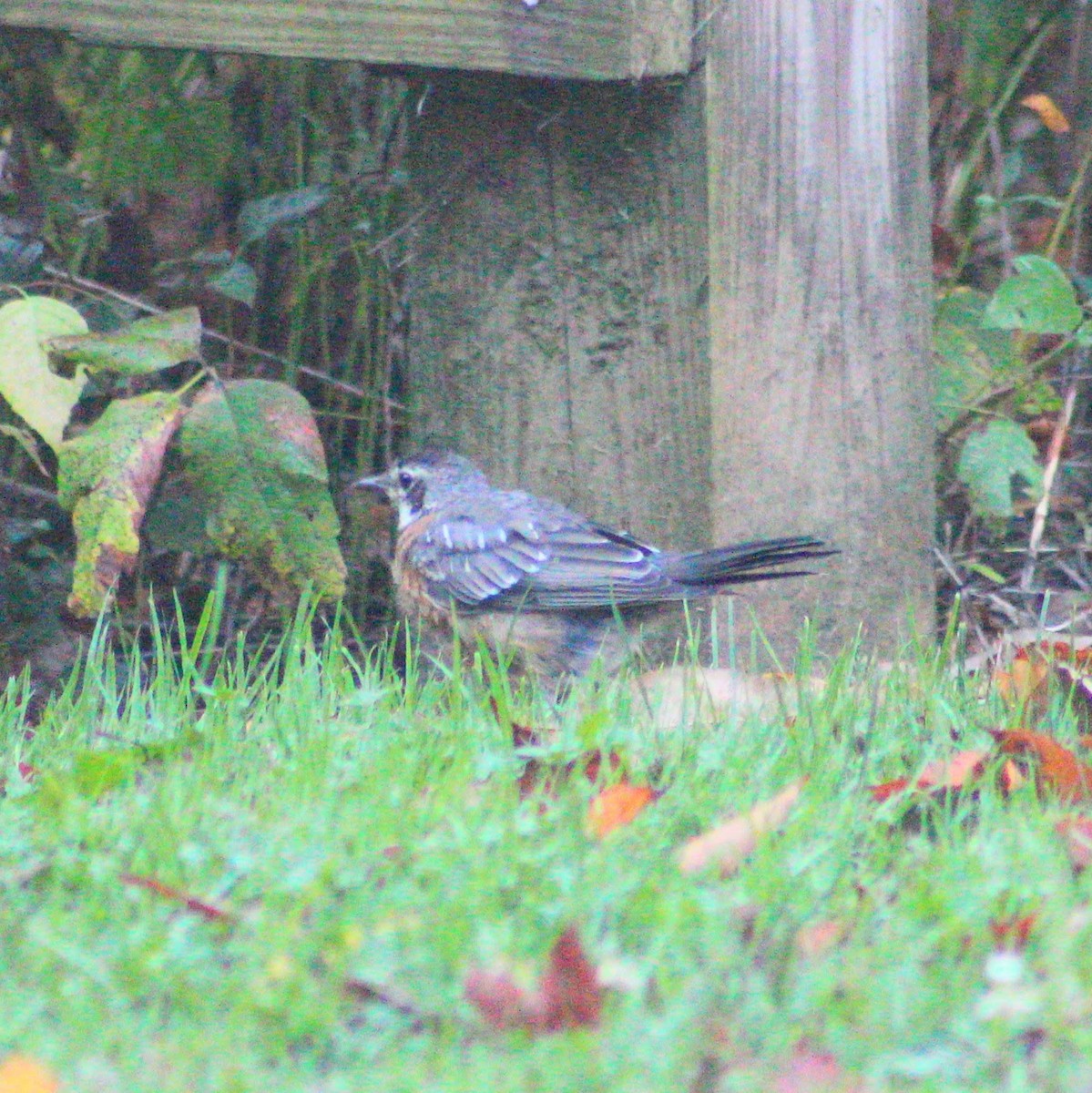 American Robin - ML642062466