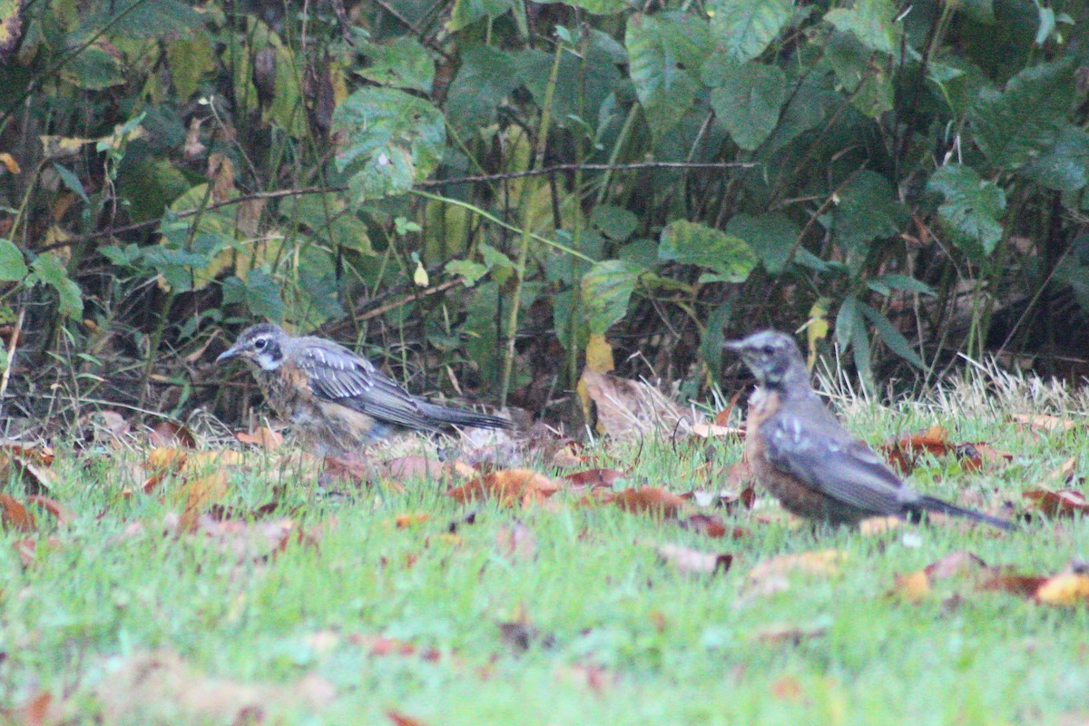 American Robin - ML642062467