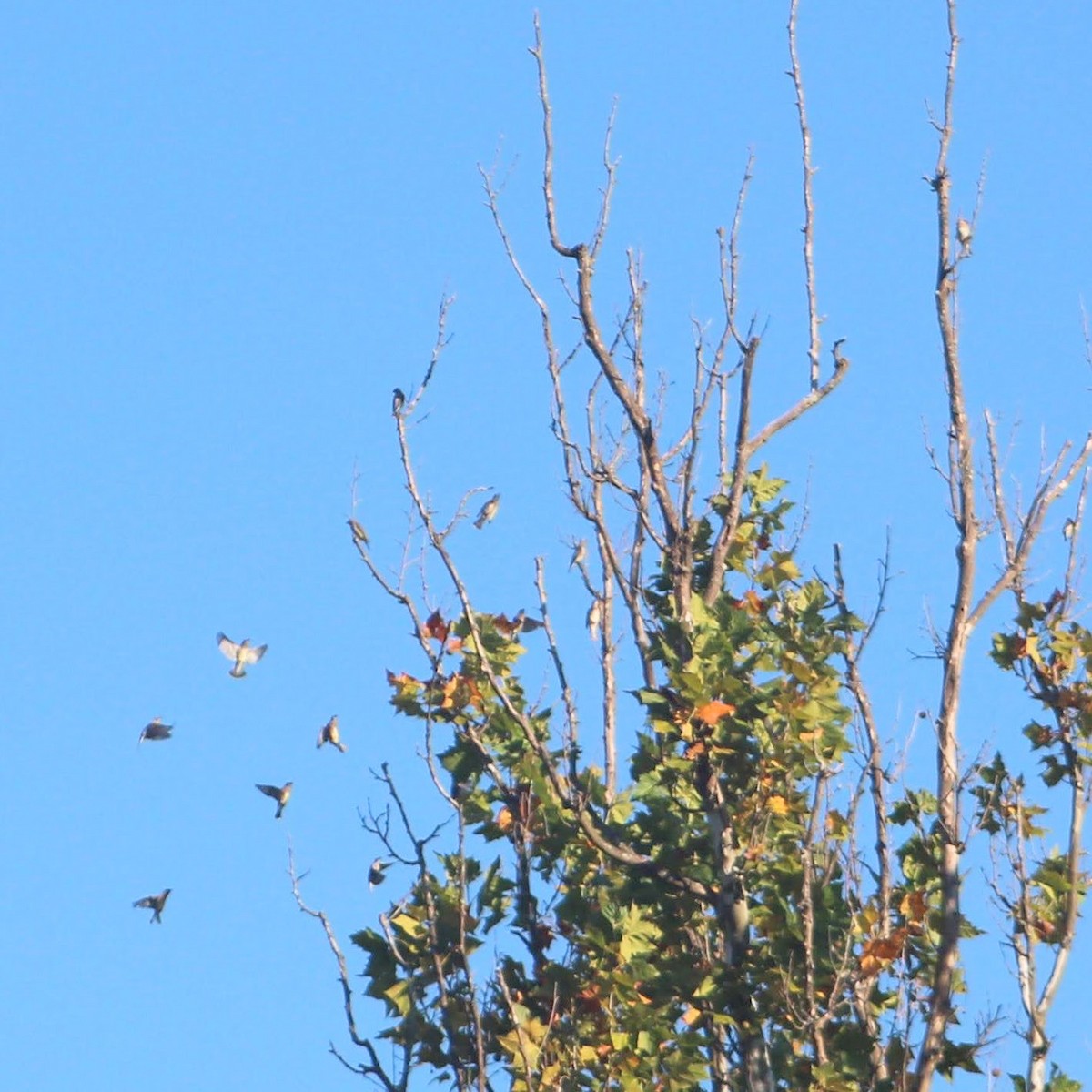 Cedar Waxwing - ML642062471