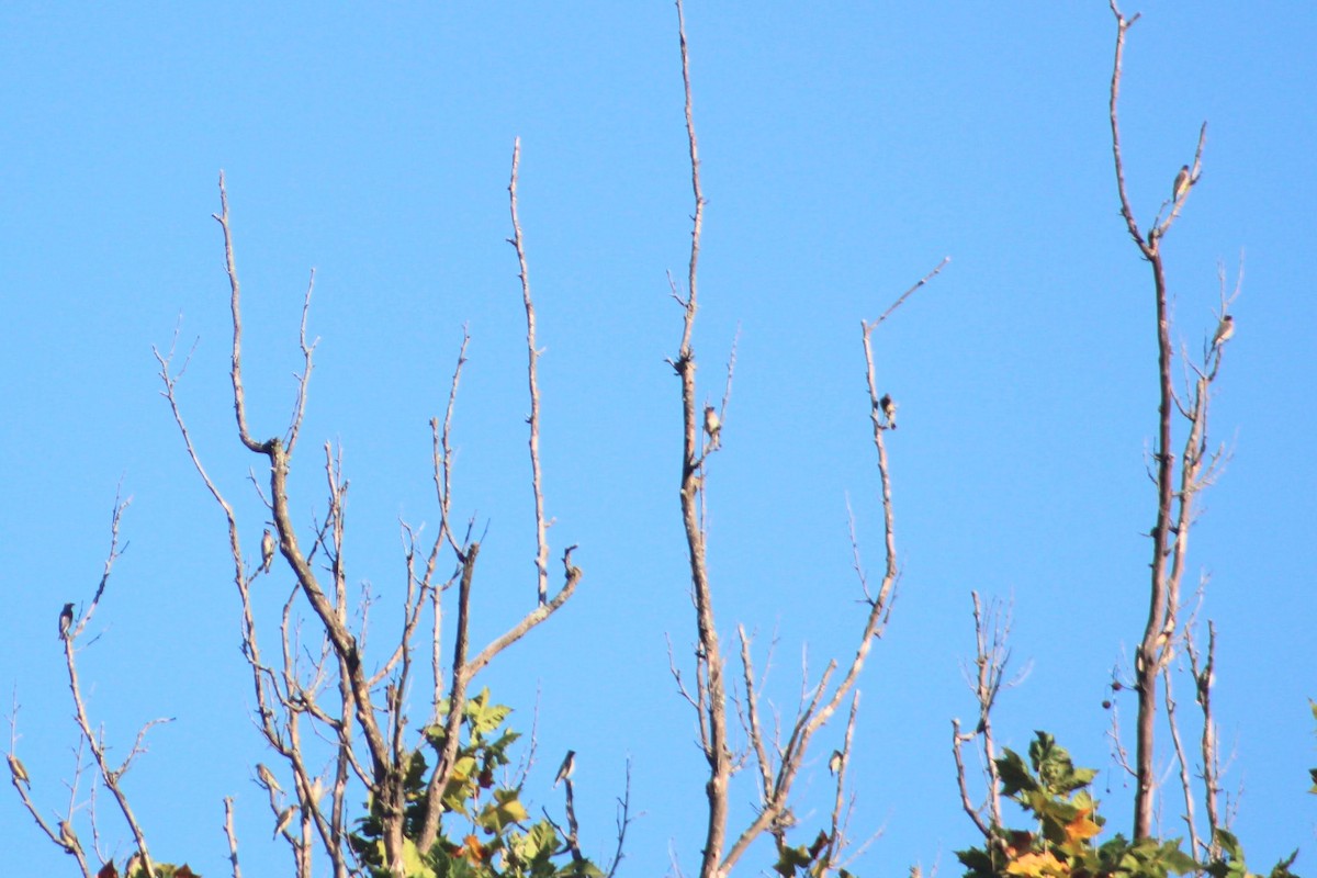 Cedar Waxwing - ML642062472