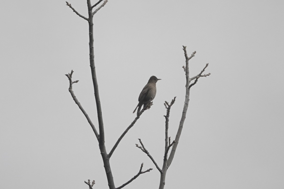 Gray-winged Blackbird - ML642062479