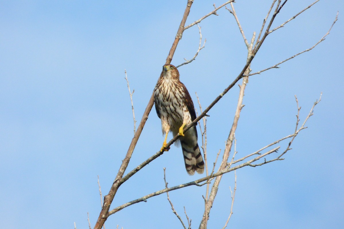 Cooper's Hawk - ML642062482