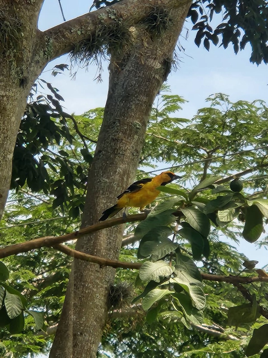 Spot-breasted Oriole - ML642062483